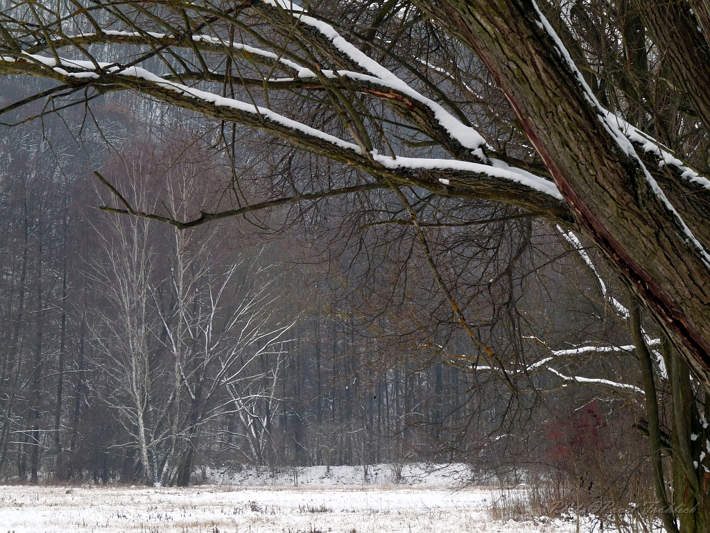 Zimni les v NP Podyji.jpg
